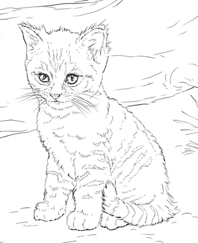 kitten (11)