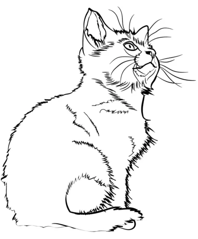 kitten (19)