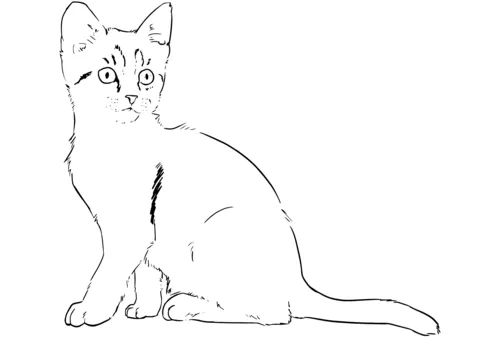 kitten (20)