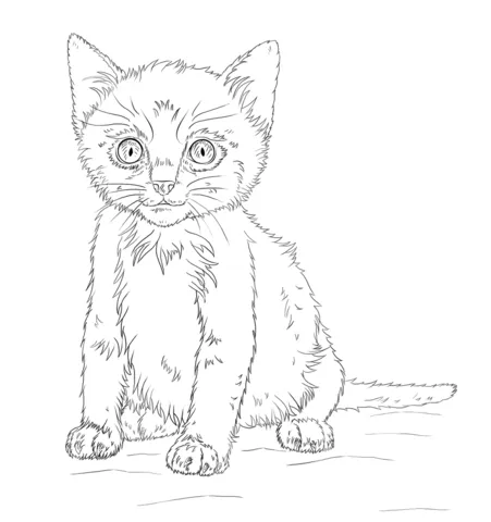 kitten (21)
