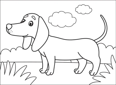 puppy11