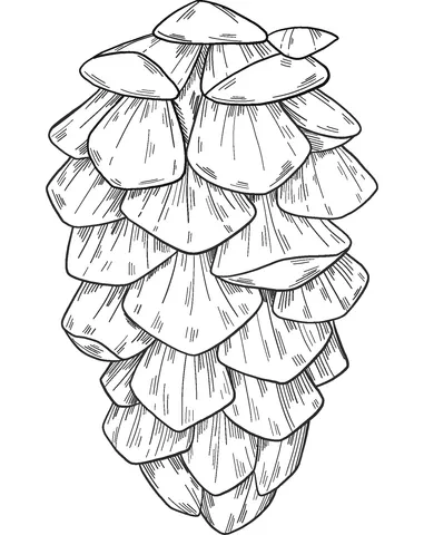 tree (16)