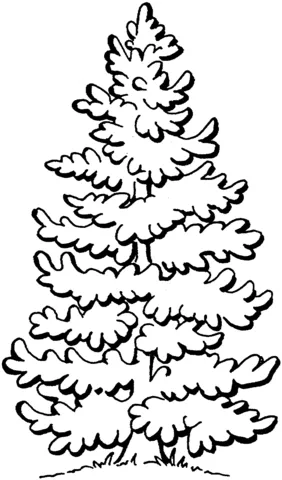 tree (17)