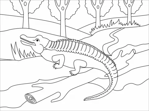 alligator (1)