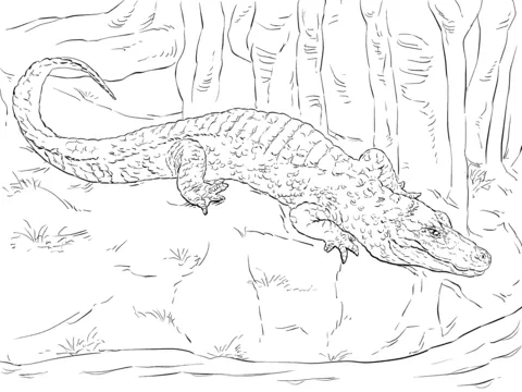 alligator (15)