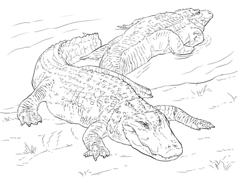 alligator (21)