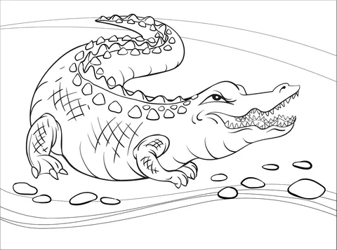 alligator (3)