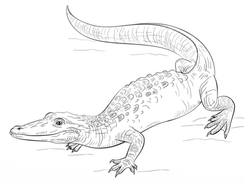 alligator (6)