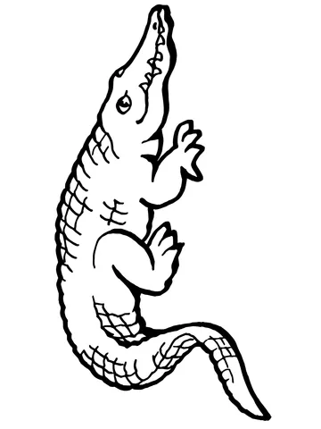 alligator (8)