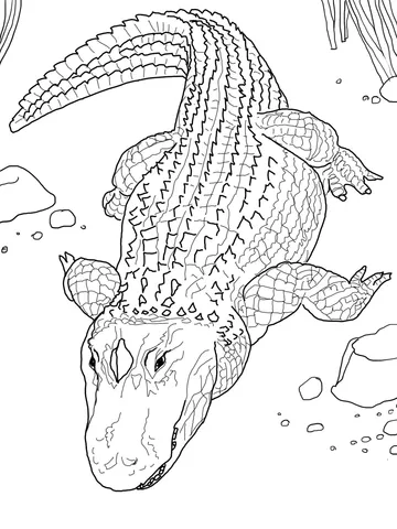 alligator (9)