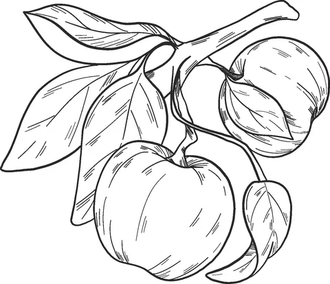 apple (10)
