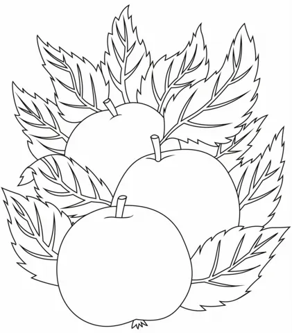 apple (17)
