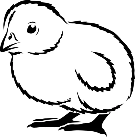chicken (7)