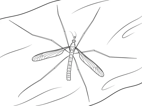 dengue mosquito (11)