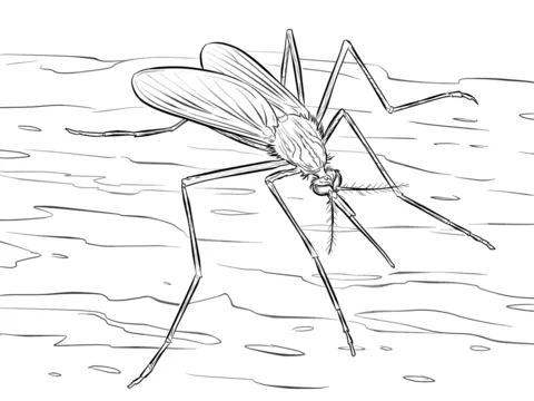 dengue mosquito (12)