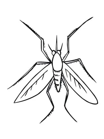 dengue mosquito (13)