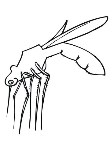 dengue mosquito (14)