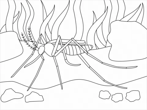 dengue mosquito (15)