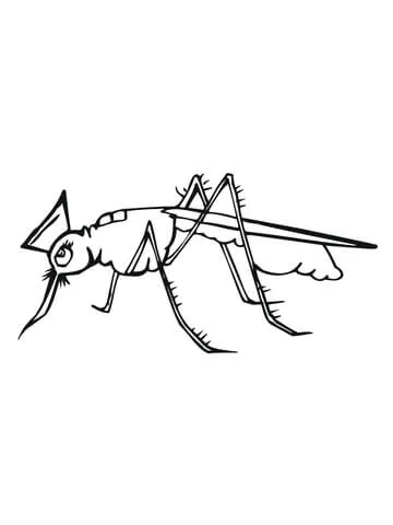 dengue mosquito (16)