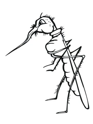 dengue mosquito (17)