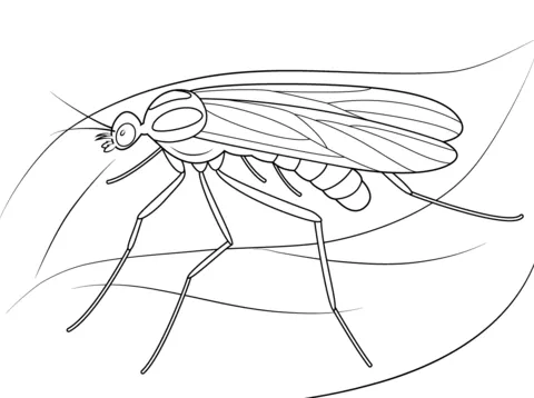 dengue mosquito (18)