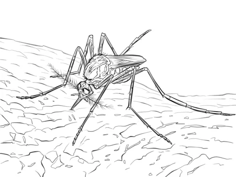 dengue mosquito (19)