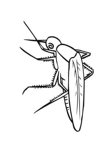 dengue mosquito 20