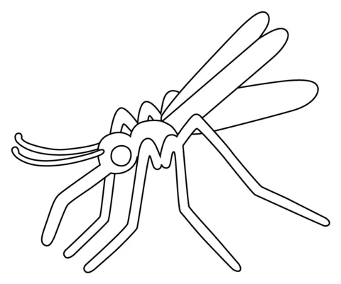 dengue mosquito (4)