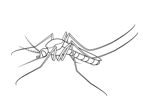 dengue mosquito (9)