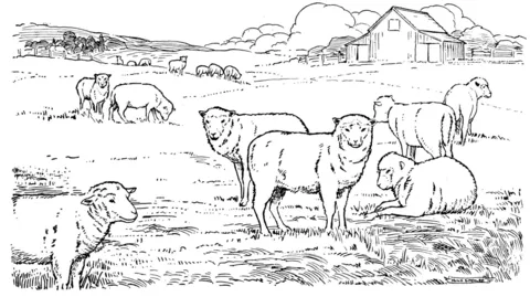 farm (22)