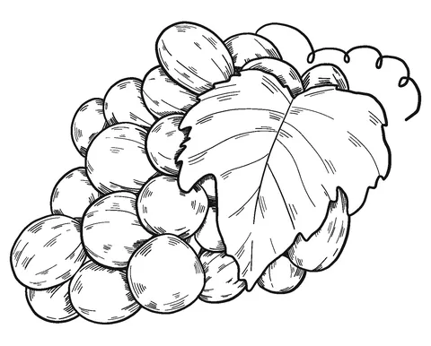 grape (10)