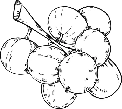 grape (11)