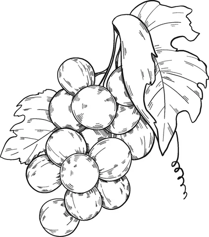 grape (12)