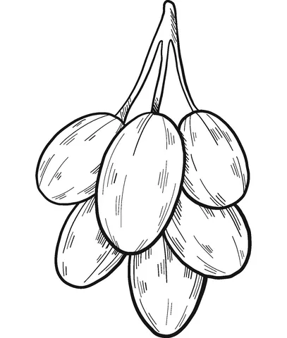 grape (13)