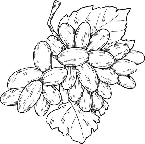 grape (14)