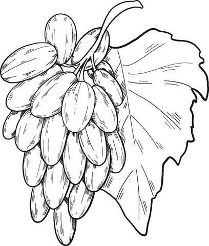 grape (15)