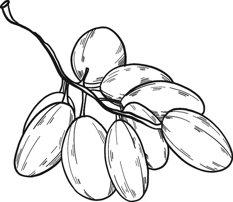 grape (16)