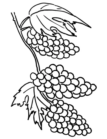 grape (17)