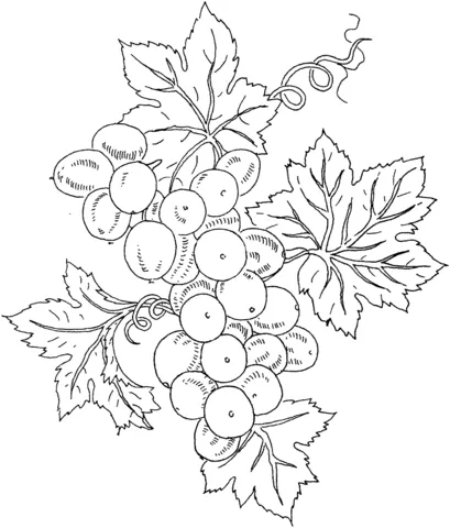 grape (2)