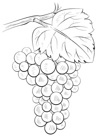 grape (20)