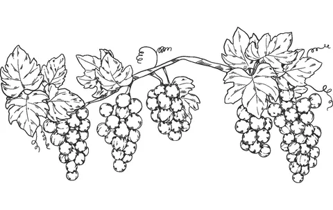 grape (21)