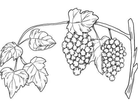 grape (22)