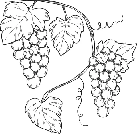 grape (23)