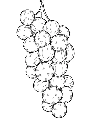 grape (7)