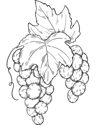grape (8)