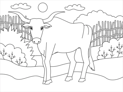 ox (12)