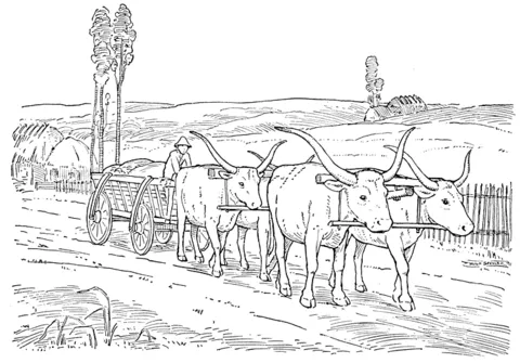 ox (14)