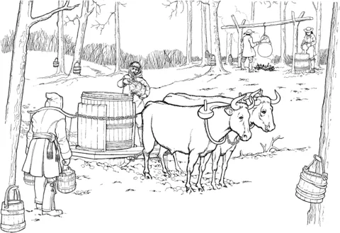 ox (15)