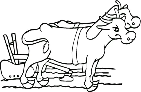 ox (16)