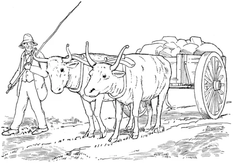 ox (20)